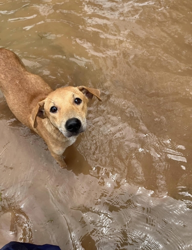 pun-boon-related-project