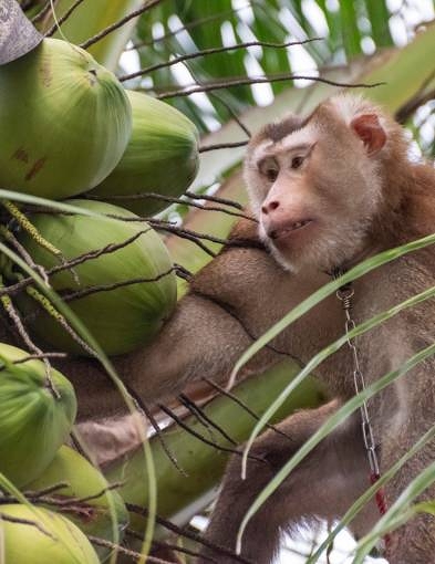 pun-boon-related-project