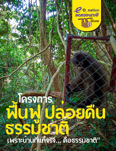 pun-boon-related-project